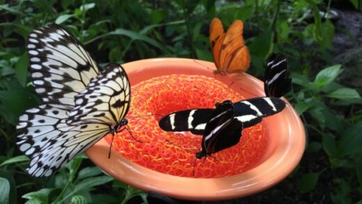 butterflies at real sugar butterfly feeder
