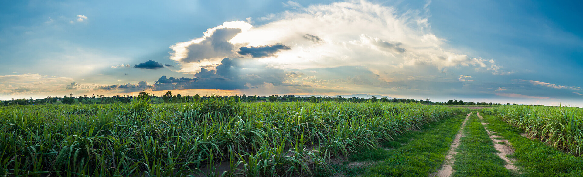 sugar cane